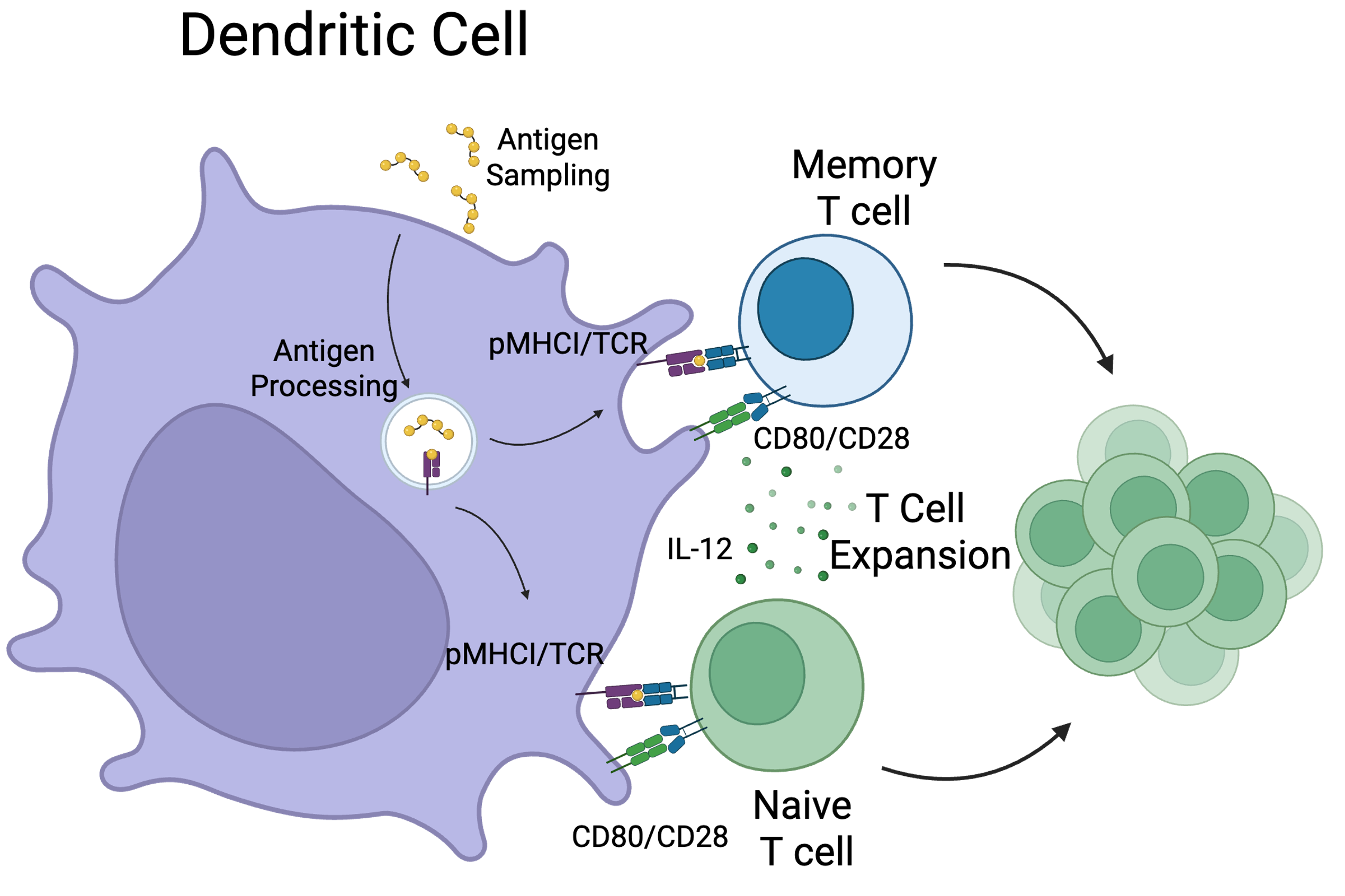 Dendritic cell biology