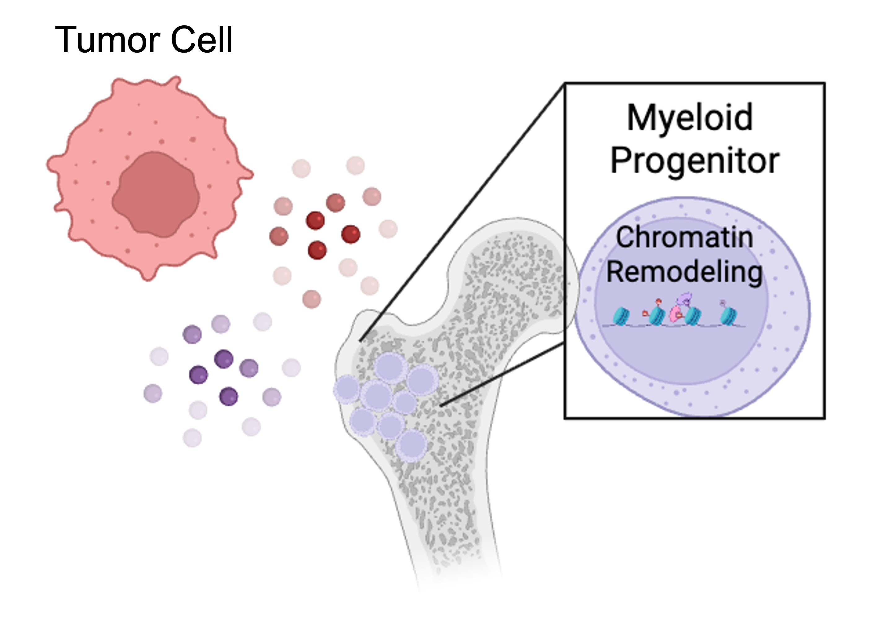Myeloid cell reprogramming